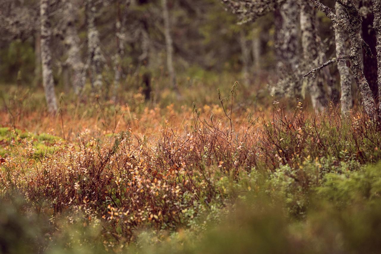 Vuokatti Sport Resort Eksteriør billede